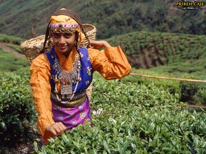 Sběračka čaje v indickém Dárdžilingu